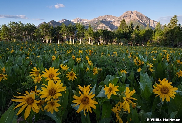 Timpanogos Mule Ears 061518 2329 2 2