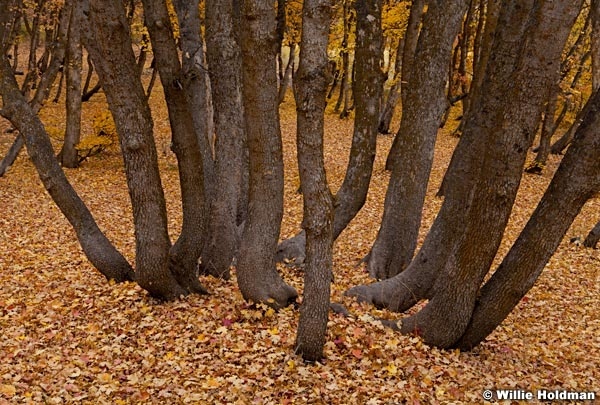 Mapletrunks102410 6749