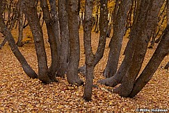 Mapletrunks102410 6749