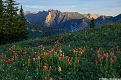 Superior Peak Wildflowers 071826 7604 2