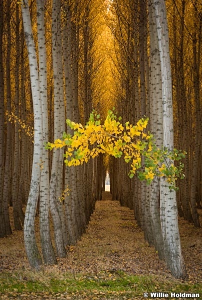 Poplar Tree Arch 102516 7210