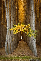 Poplar Tree Arch 102516 7210