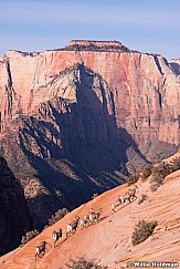 Bighorn Sheep Zion 110613 0659