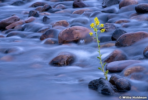 River Lone Flower 060214 3956F