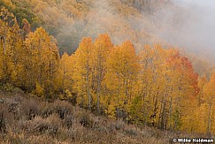 Golden Aspens Fog 092921 5442