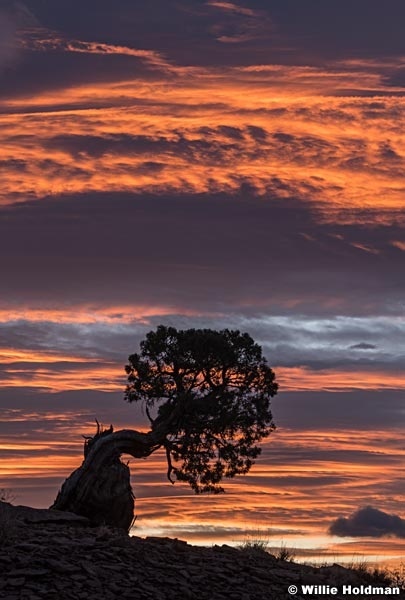 Bonsai Tree Sunrise 102623 3774