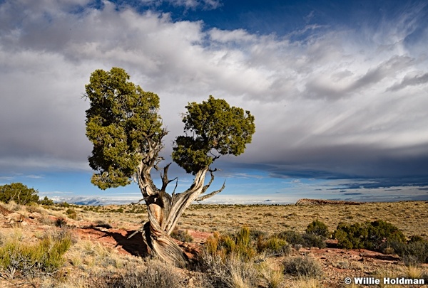 Twin Juniper 110417 7123 2
