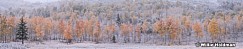 Orange Aspen Dusting 100718 8788