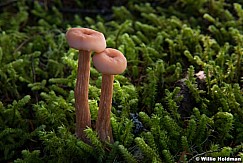 Mushroom 110714 8039 3