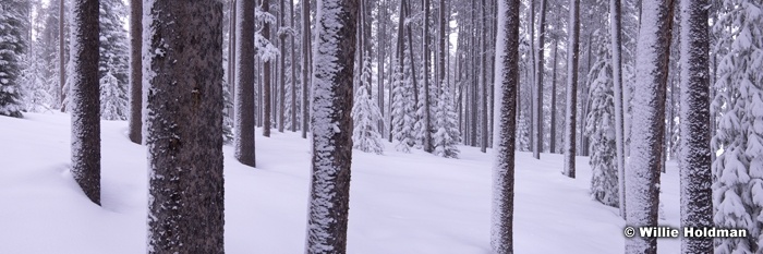 White Forest 031714