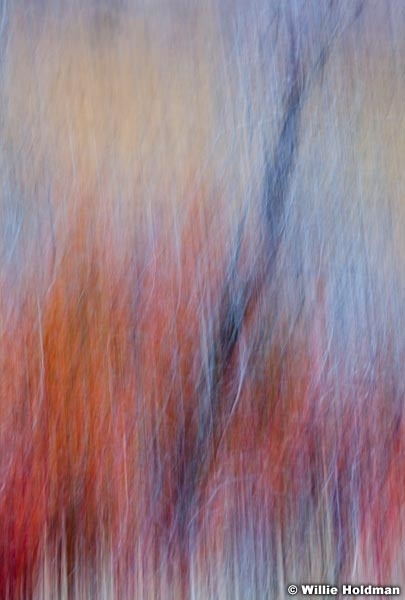impressionsofautumn101810 5233