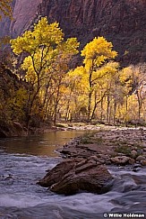 Yellow Cottonwoods Zion 110713 0968