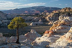 Ponderosa Pine Sandstone 040820 2212