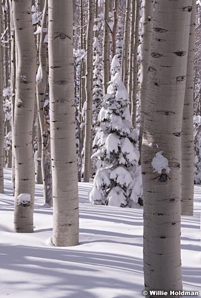 Winter Aspens 031419 0358