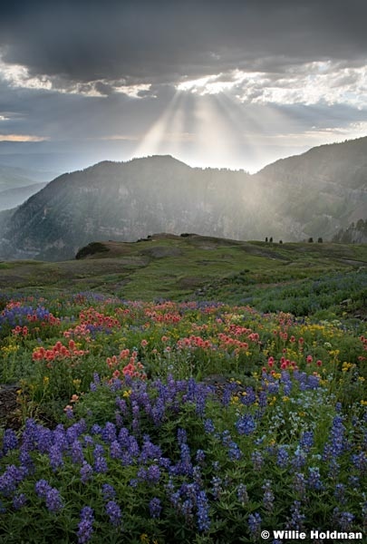 Timpanogos Wildflowers Rays 072720 3880