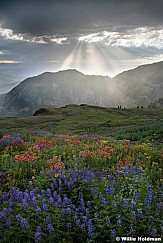 Timpanogos Wildflowers Rays 072720 3880