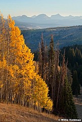 yellowaspensuintavert093010 1435