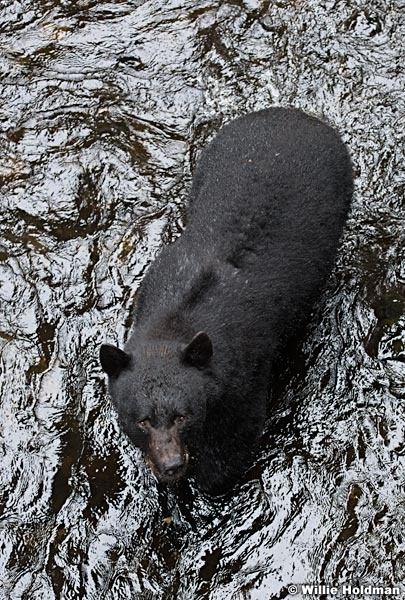 Black Bear Alaska 081916 5674