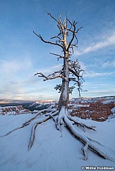 Bryce Canyon Tree 042721 3772