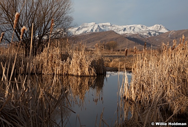 Timpanogos Marsh 031313 1997