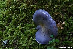 Purple mushroom 110614 7633 3