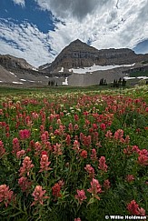 Paintbrush Wildflowers Timp 081823 6405 2 2