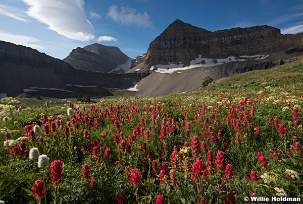 Timpanogos Basin Wildflowers 081417 0512