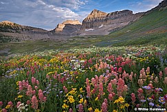 Wildflower Hillside 072018 4114 3