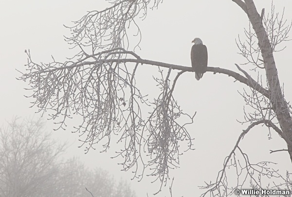 Twobaldeagles011012 182