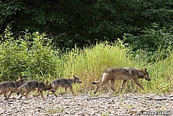 Wolf Family Alaska 081616 1536