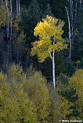 Lone Boulder Aspens 100717 9456 9456