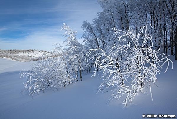 Frostyaspensdeervalley8122410 442