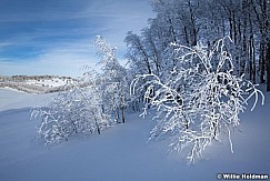 Frostyaspensdeervalley8122410 442