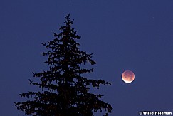 MoonEclipsF011011 7601