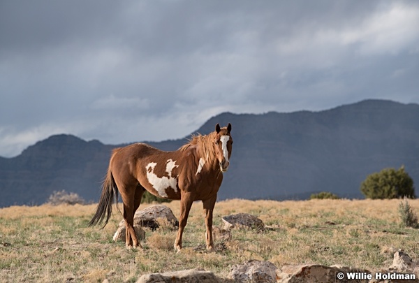 Price Mustang 050321 5771