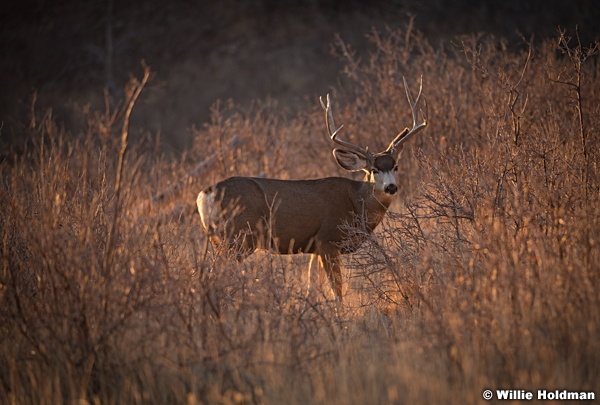 Mule Deer Henry Mountains 12917