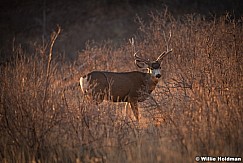 Mule Deer Henry Mountains 12917