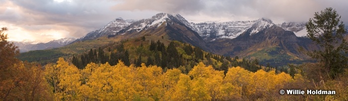 timpautumnaspen100608