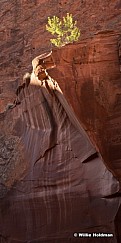 Escalante Choprock Canyon 20x40 060516 0876 2