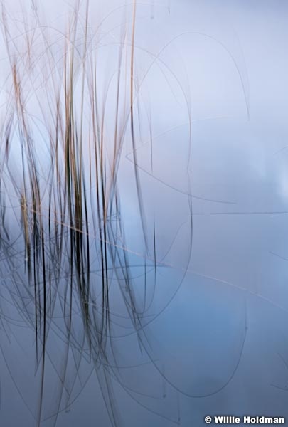 Abstract Grasses 111718 8332 4