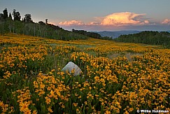 Yellow Daisies Sunset lightF 063013 3111