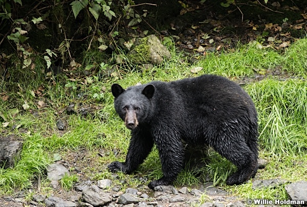 Black Bear 081916 4798