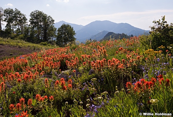 Paintbrush Crest Trail 071214