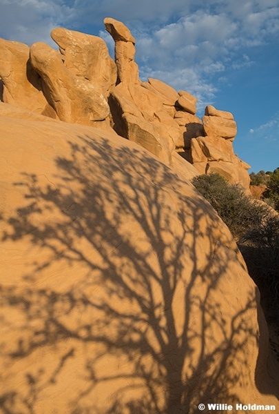 Sandstone Tree Shadow 100824 2585