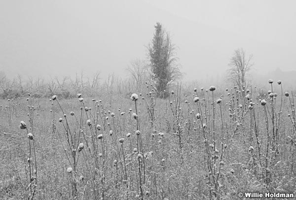 ThistlesnowBW00109 646