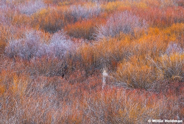 Colorful Willow 113025 6720