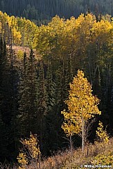 Golden Aspen 092920 1525 6