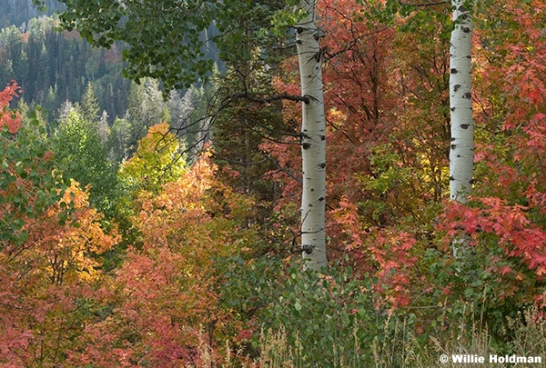 Two Aspen Trunks 091425 5457