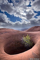 Lonecottonwood110511 17