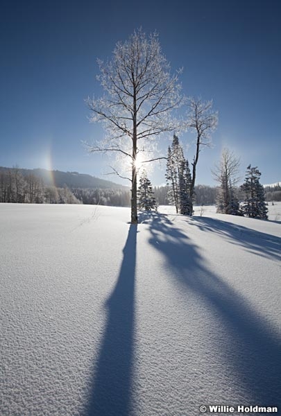 Rainbowaspensnow020711 129
